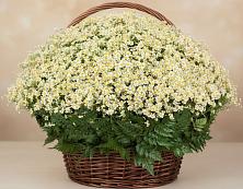 Цветочная композиция из Ромашки в корзине #REPLACE_PRED# городе Камень-на-Оби